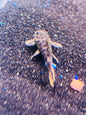 Leopard cactus Pleco L114
