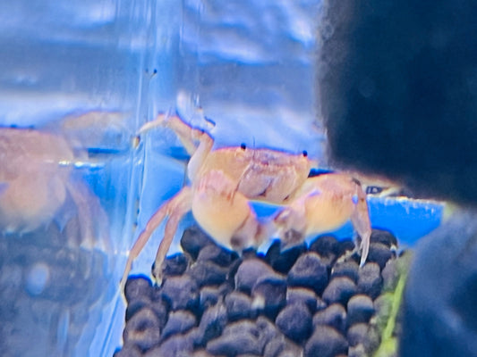 Pom Pom Crab