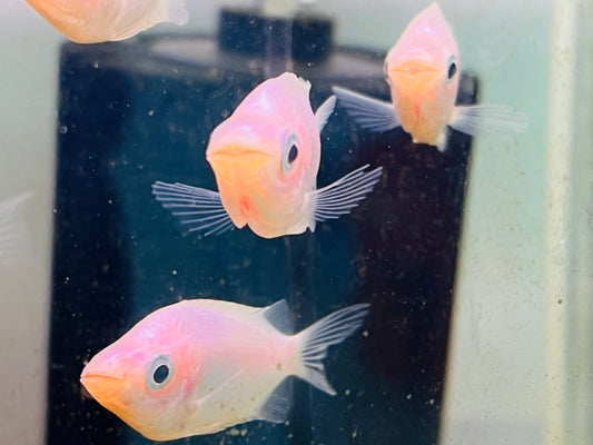 Pink Kissing Gourami