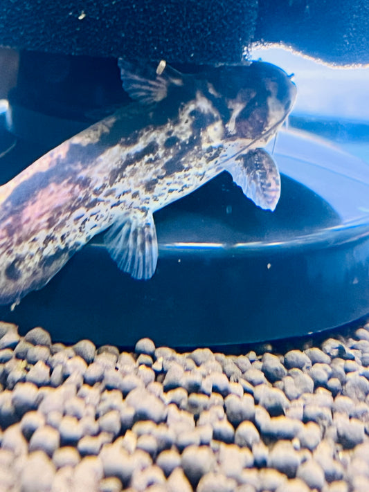 Spotted Driftwood Catfish