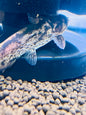 Spotted Driftwood Catfish