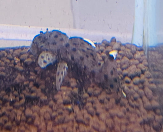 Sultan Pleco L264