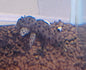 Sultan Pleco L264