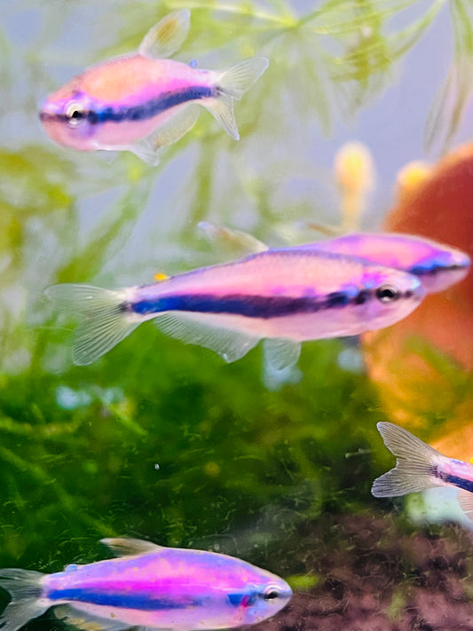 Blue Kerri Tetra