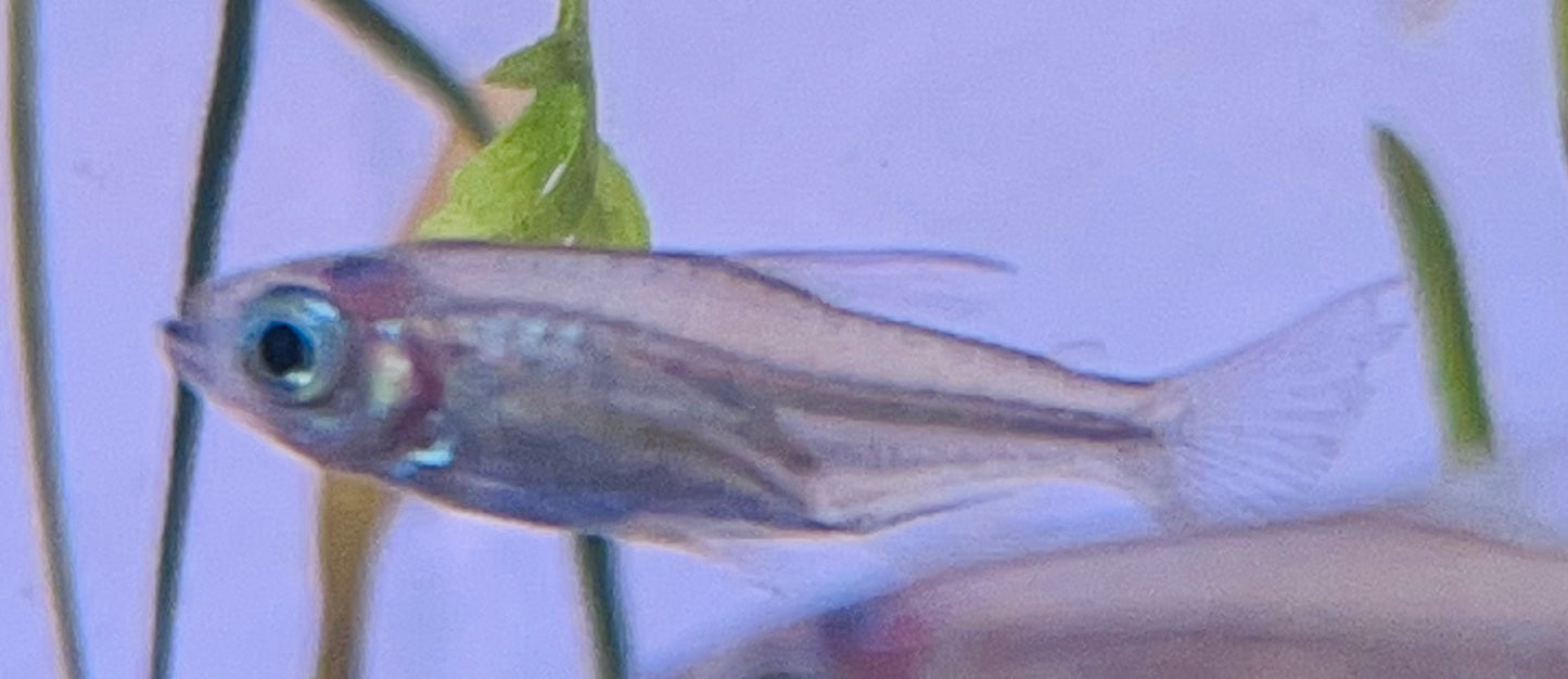 Congo Tetra