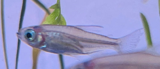 Congo Tetra