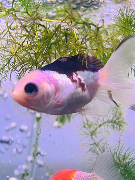 Oranda Thai Tricolor