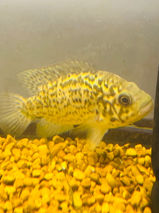 Cuban Cichlid 5”-6”