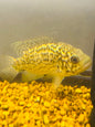 Cuban Cichlid 5”-6”