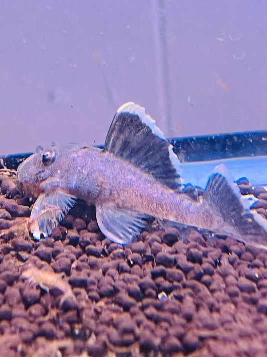 Green Mango Pleco L047
