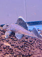 Green Mango Pleco L047