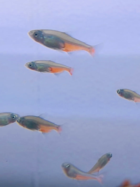 Green Fire Tetra