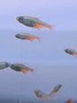 Green Fire Tetra