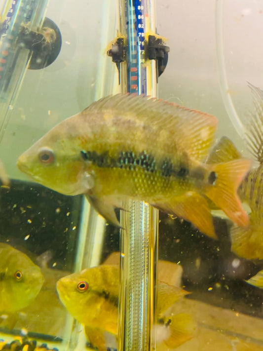 Lyonsi Cichlid