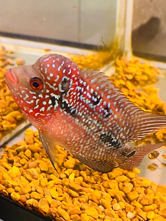 Cherry Humphead Flowerhorn