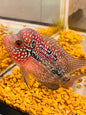 Cherry Humphead Flowerhorn