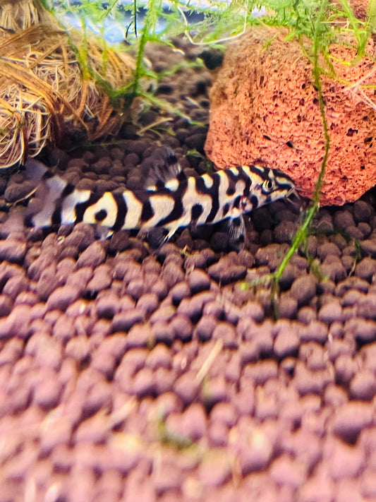 Yo-Yo Loach