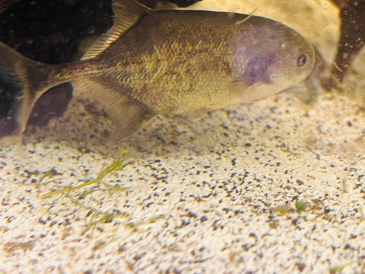 Torpedo Whale Morymrid