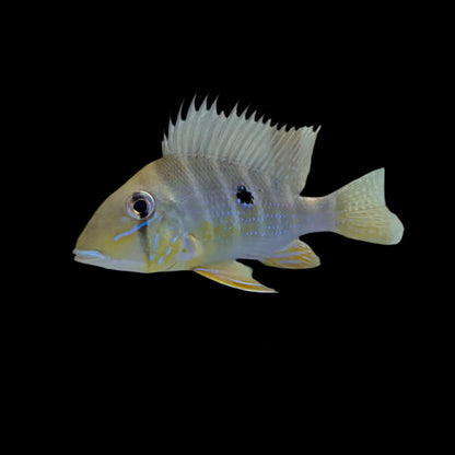 Earth eater Xingu Blue Streak