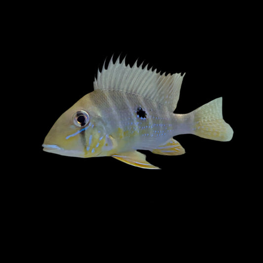 Earth eater Xingu Blue Streak