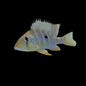 Earth eater Xingu Blue Streak
