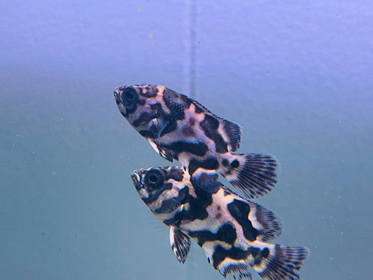 Rio Demini Oscar Cichlid