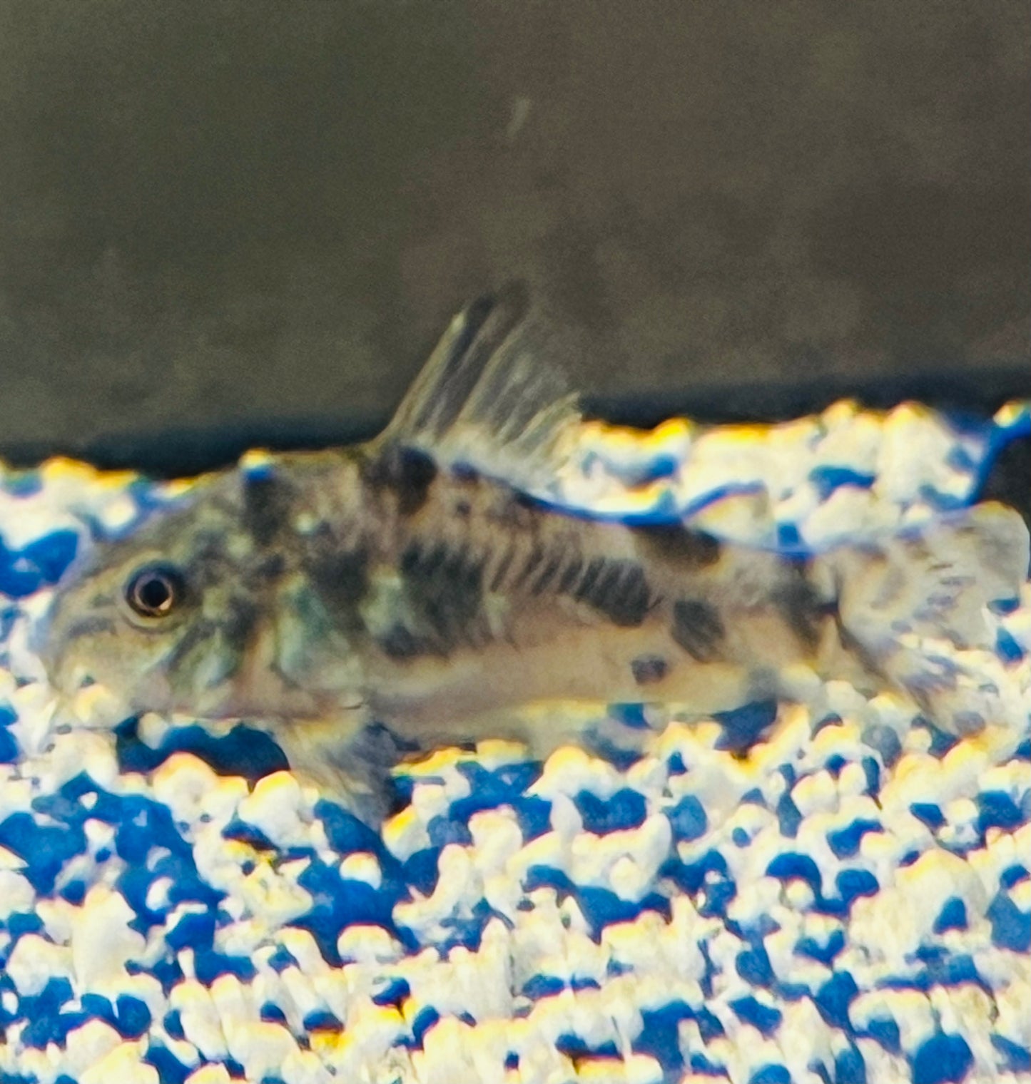 Peppered Corydora