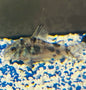 Peppered Corydora