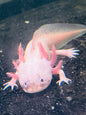 Dirty Lucy Axolotl