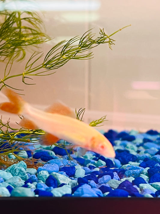 Albino Rainbow Shark