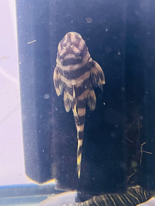 Butterfly Pleco L52