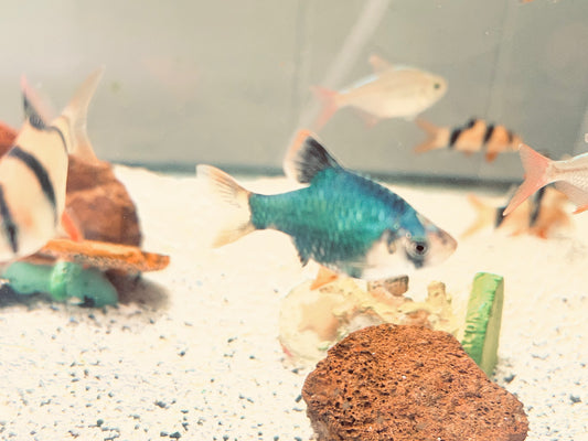 Green Tiger Barb