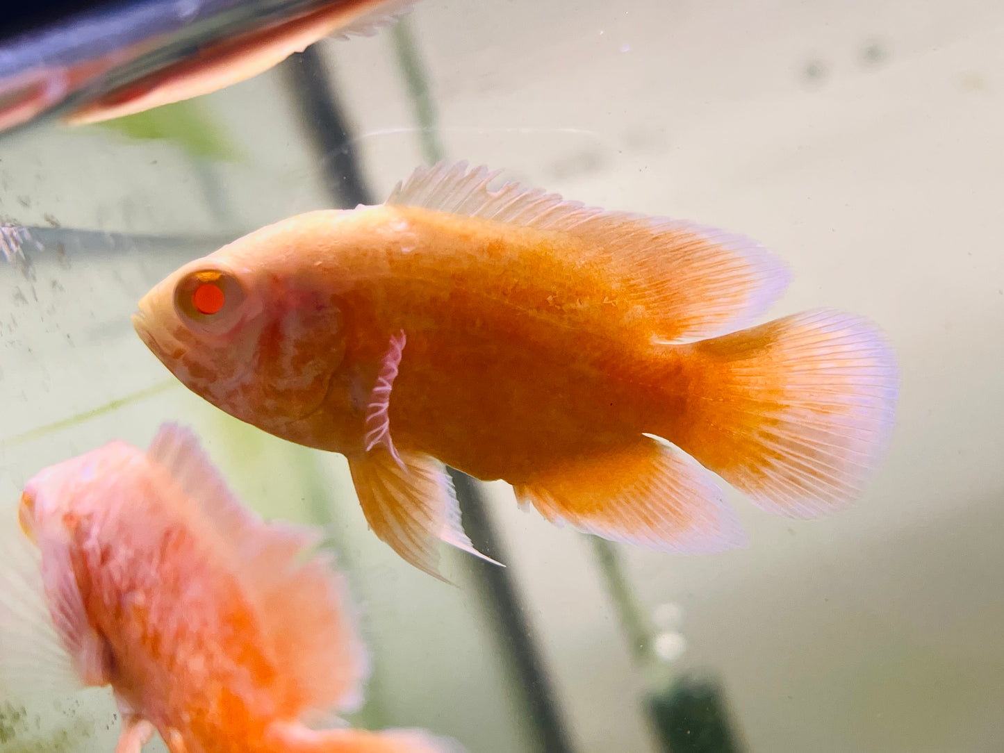 Red Chili Oscar Cichlid