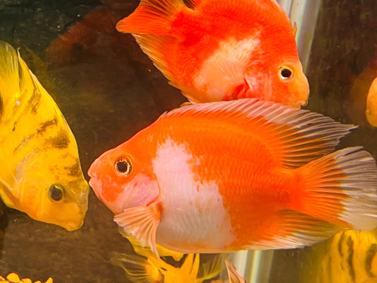 Red and white parrot cichlid