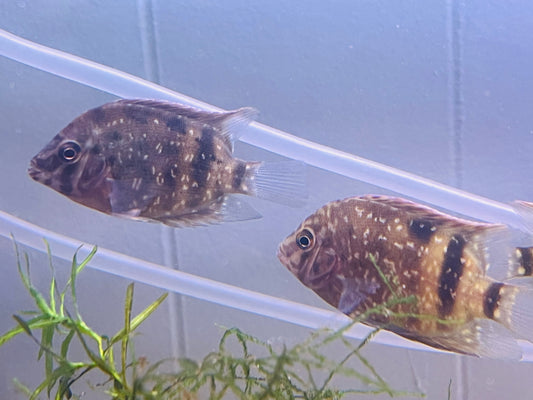 Panda Uaru Cichlid