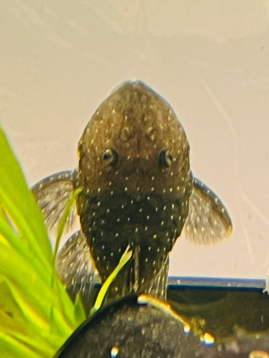 Peppermint Pleco L031