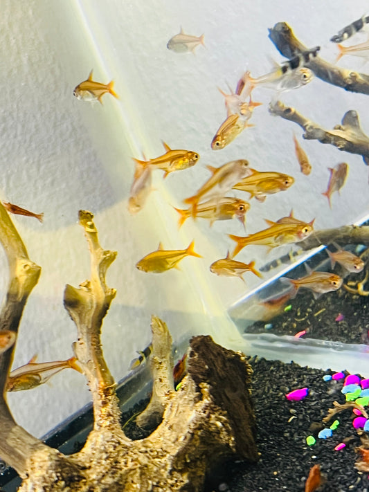 Ember Tetra