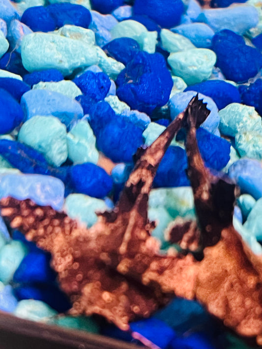 Banjo Catfish