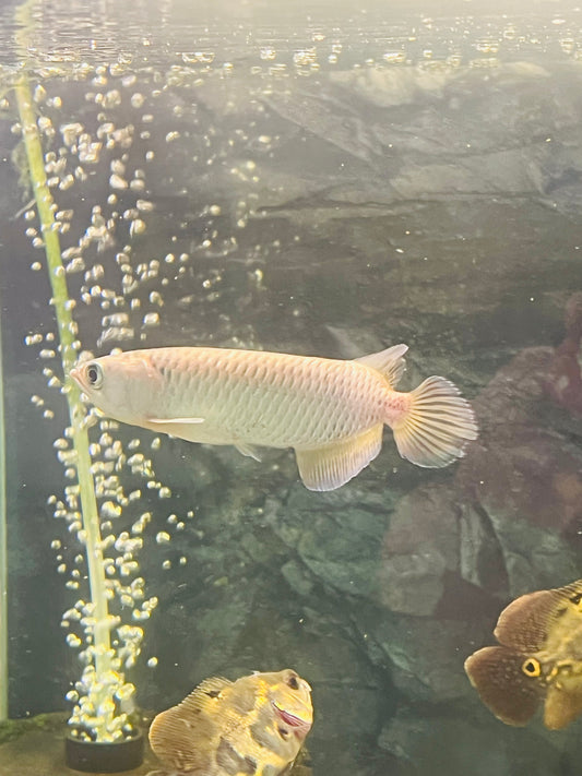 Jardini Arowana