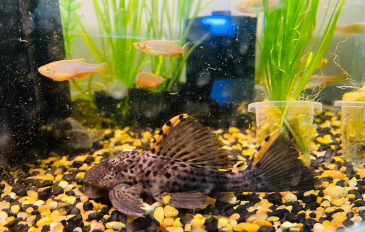 Redfin Blackspot Pleco L091