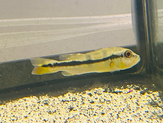 Peacock Bass - Blue Azul