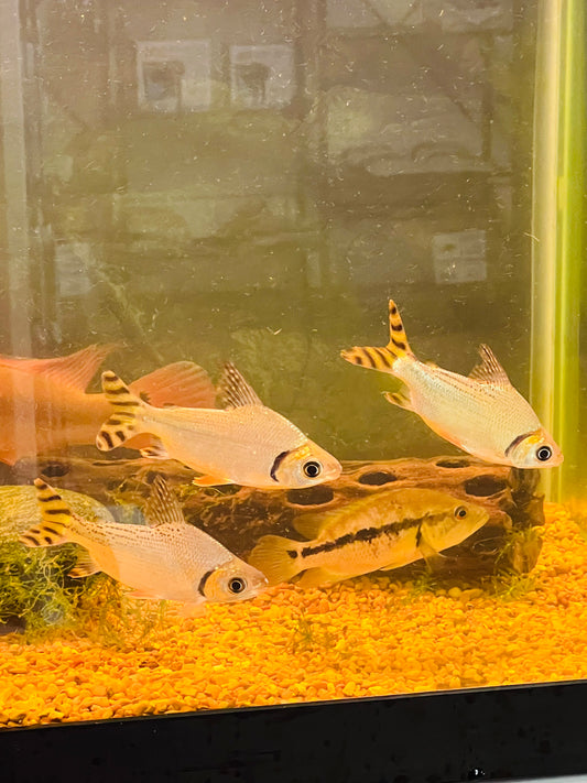 Flagtail Prochilodus Tetra