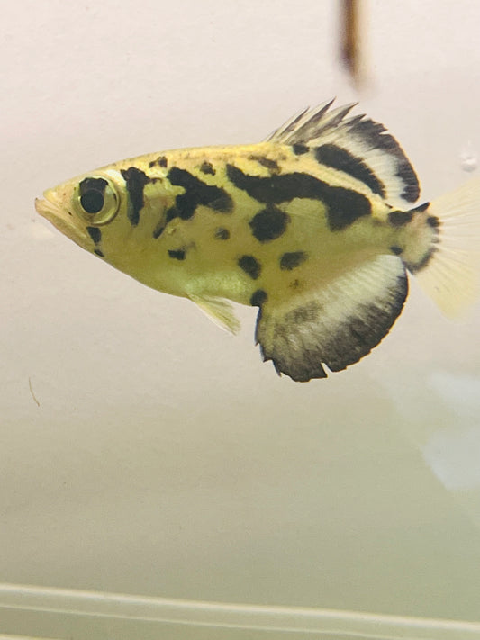 Archerfish - Burmese Clouded