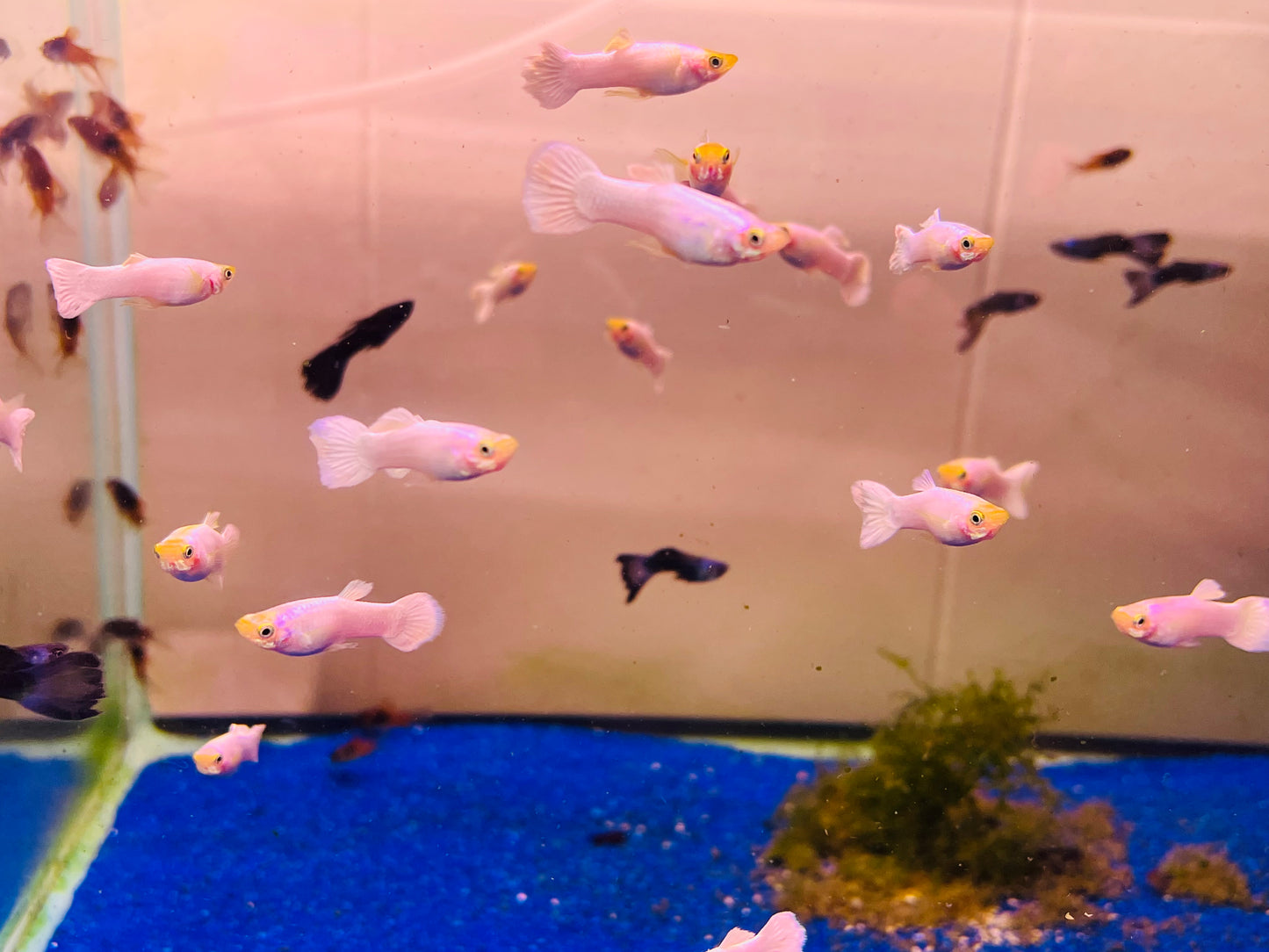 White Moscow Guppy Male