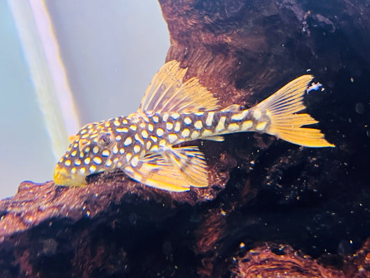 Goldie Pleco L014