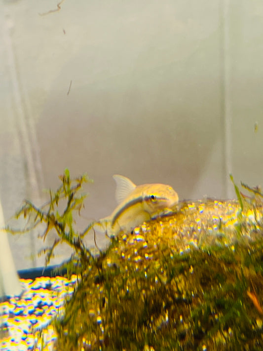 Chinese Algae Eater