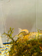 Chinese Algae Eater