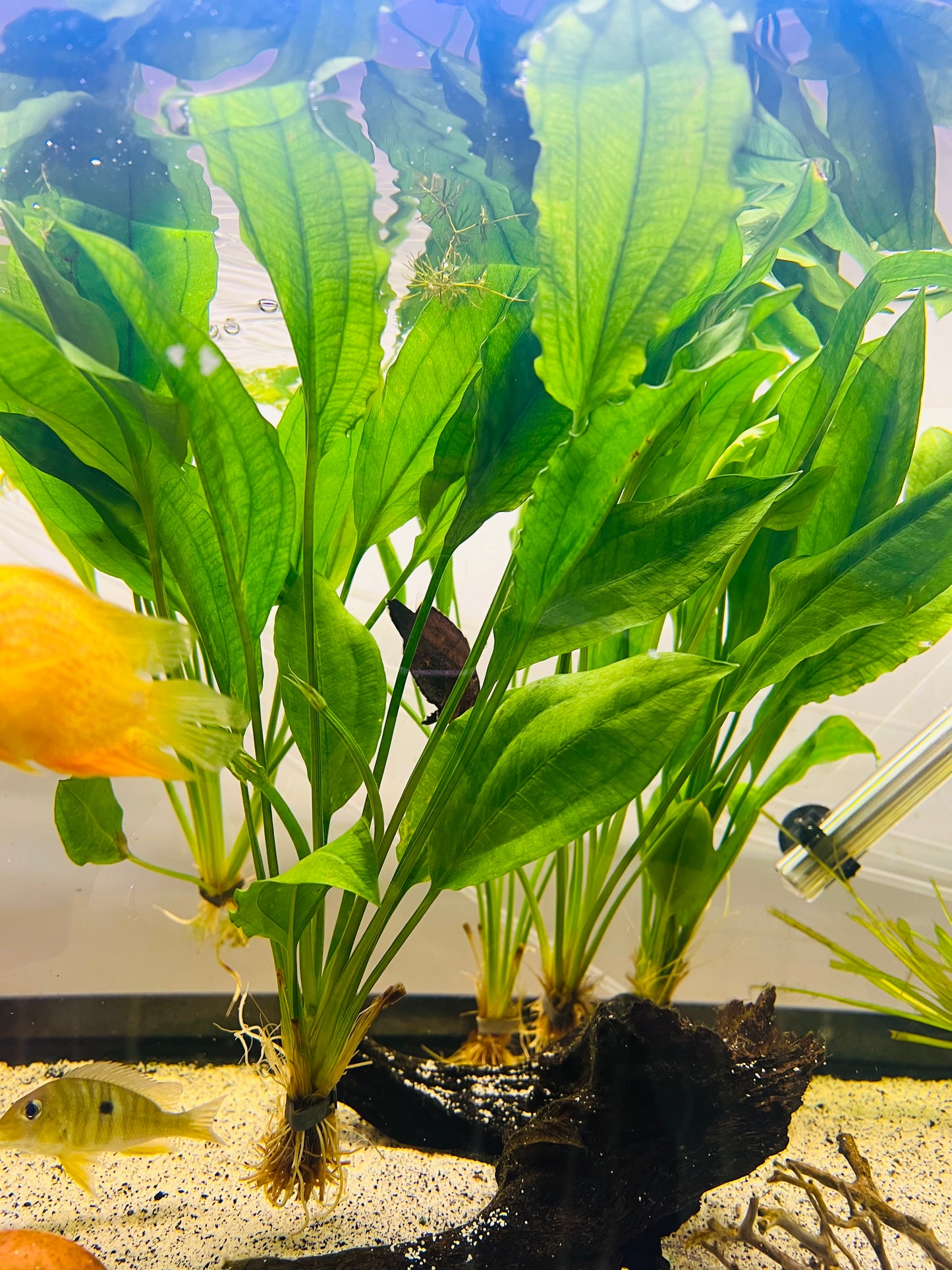 Amazon Sword Plant