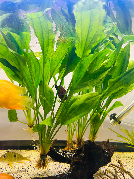 Amazon Sword Plant