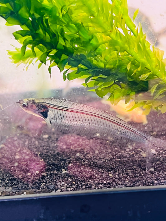 Glass Catfish
